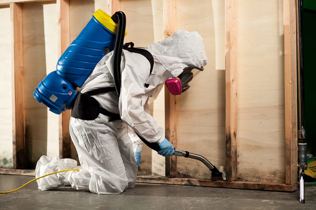 Structural damage from mold